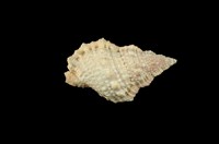 藏品(果粒蛙螺)的圖片